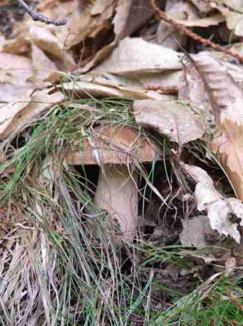  Image name: 156 Porcino.jpg 
 width: 478 pixel 
 height: 640 pixel 
 Size: 28861 bytes 
 Click to enlarge 